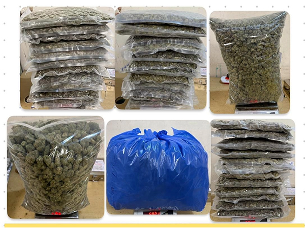 The NDPS (Hydroponic Weed) (Photo/Mumbai Customs) The NDPS (Hydroponic Weed) (Photo/Mumbai Customs)