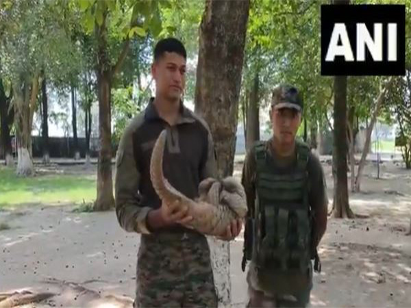 Army rescues Pangolin in Akhnoor (Photo/ANI)