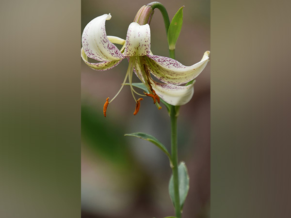 Rare and endangered plant species reintroduction (photo credit/ANI) Rare and endangered plant species reintroduction (photo credit/ANI)