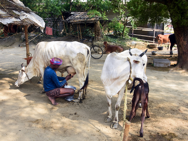 A man milks a cow in a cattle barn. (ANI Photo) A man milks a cow in a cattle barn. (ANI Photo)