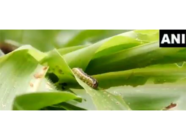  Fall Armyworm wreaks havoc on maize crop in Udhampur (Photo/ANI) 