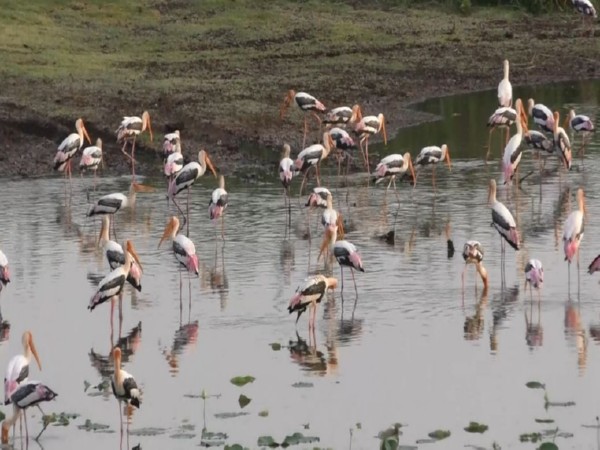Flamingos flock to coastal areas of Thoothukudi (Photo/ANI)