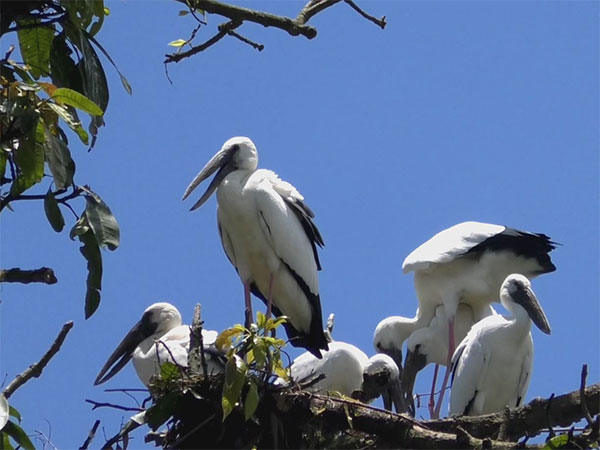 Assam's migratory birds Asian Openbill Storks (Photo/ANI) Assam's migratory birds Asian Openbill Storks (Photo/ANI)