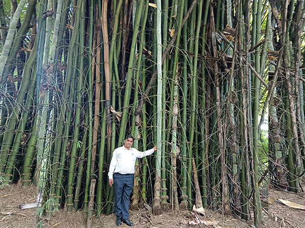 NEERI Scientist Dr Lal Singh’s bamboo revolution at Koradi with 5 Lakh bamboo trees (Photo/ANI)