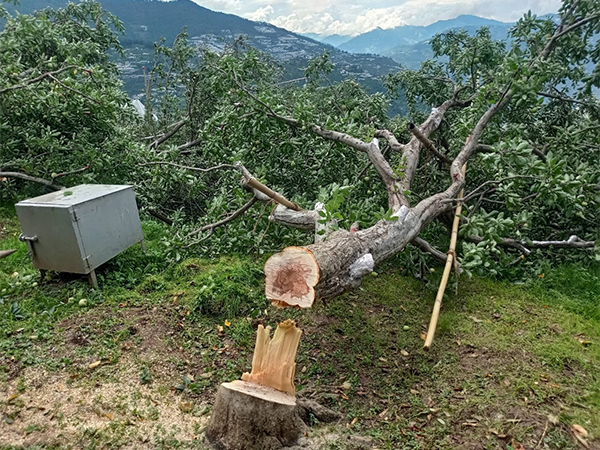 Glimpse of an Apple tree cut down in Himachal Pradesh (Photo: @KisanSabha/X)