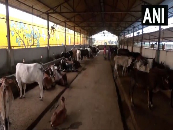 Moradabad's Kanha Gaushala, first ISO certified cow shed in state (Photo/ANI)