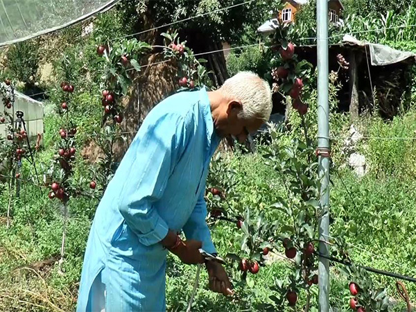 Apple orchard farmer in Jammu and Kashmir (Photo/ANI)