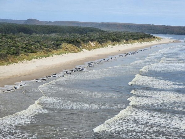 Macquarie Harbour, Tasmania (Image/Reuters)