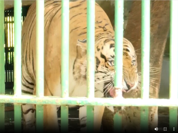 A tiger at zoo in Kerala's Thiruvananthapuram (Photo/ANI)