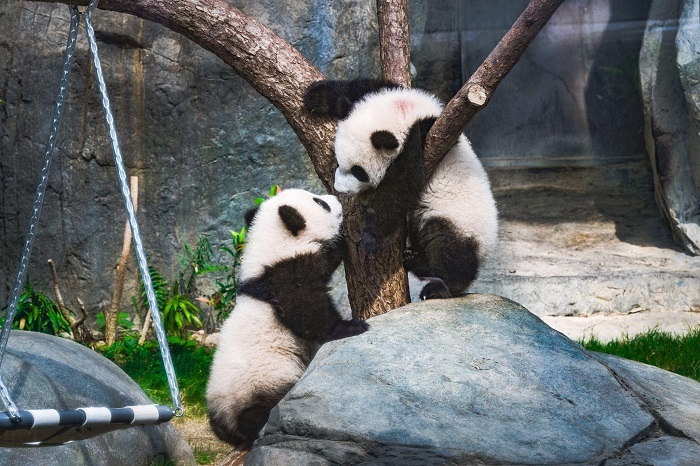 Hong Kong’s famous Panda twin cubs Jia Jia and De De enjoying their play time