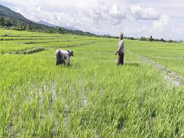 Agricultural land in Manipur (Photo/ANI)