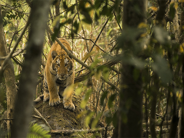 Kaziranga ranks 3rd in tiger density (Photo/Kaziranga National Park Release)