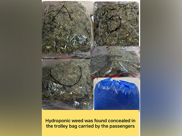 Mumbai Customs seizes Rs 8 crore worth of Hydroponic weed. (Photo from press release)