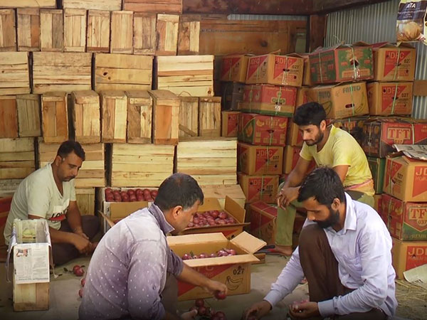 Cultivation of exotic Italian pears in Jammu's Bhaderwah (Photo/ANI)