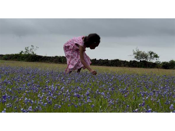 Madayipara’s deep blue flower blooms (Photo/ANI)