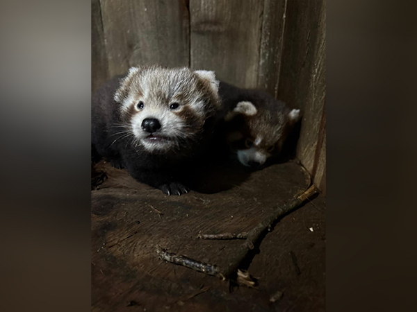 Red panda cubs (Photo/@hzpsikkim)