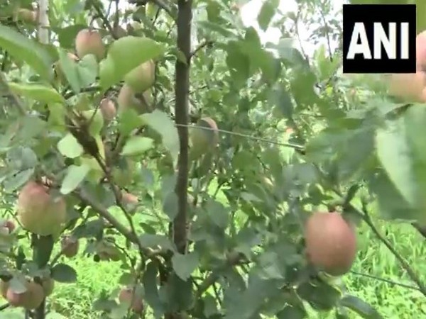 Farmers in Rajouri are adopting large-scale apple farming, making youth self-employed (Photo/ANI)