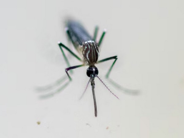 A mosquito is examined at the entomology department of the Health Ministry, in Guatemala (Image/Reuters)
