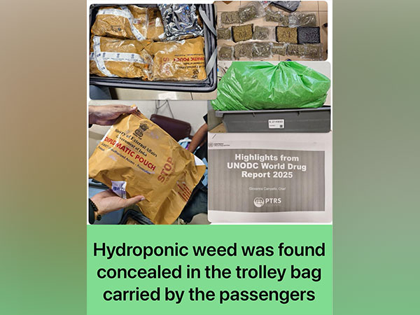 Mumbai Customs seizes Rs 14 crore worth of Hydroponic weed (Photo/ Mumbai Customs)