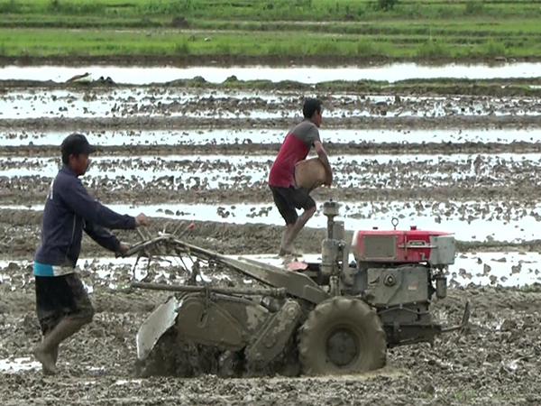 Visuals from the fields of Manipur (Photo/ANI)