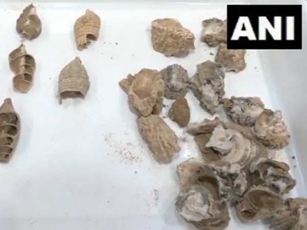 A visual from archaeological findings from Gujarat's Kachchh (Photo/ANI)