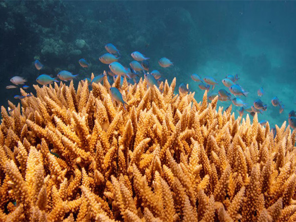A school of fish swims above a staghorn coral colony on the Great Barrier Reef near Cairns, Australia (File Photo/Reuters)