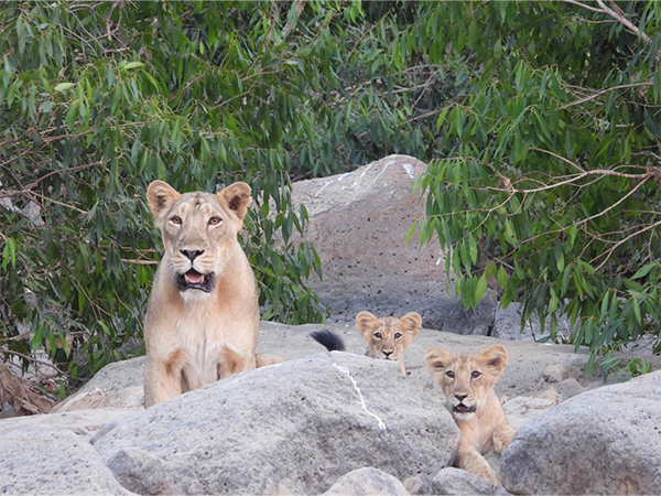 Visual from Barda Wildlife Sanctuary (Photo/Gujarat CMO)