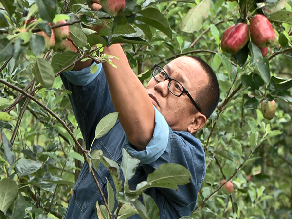 Apple farming in Manipur (Photo/ANI)