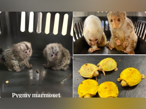 Mumbai Customs officers recovered Albino Red eared Slider turtles, Marmosets and Kinkajou. (Photo/X@mumbaicus3)