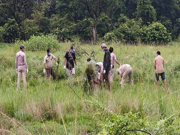 Forest staff cleared 5.2 hectares of Pobitora Wildlife Sanctuary of Parthenium (PhotoANI)