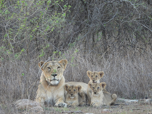 World Lion Day 2025 to be celebrated tomorrow in Gujarat (Photo /PIB)