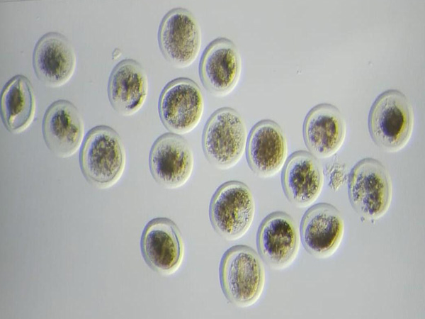 Sahiwal cow yields 23 embryos in a single flush at Institute of Agricultural Sciences (Photo/ANI)