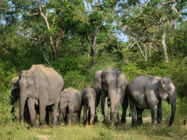 World Elephant Day 2025 to be celebrated in Coimbatore on August 12 (Photo @MoEF&CC)