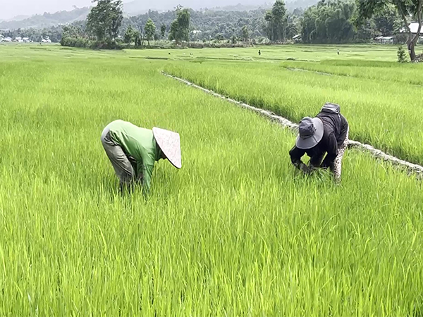 Barren paddy fields in Manipur’s conflict-affected regions reflect the ongoing impact of ethnic violence on local farmers’ livelihoods (Photo/ANI)