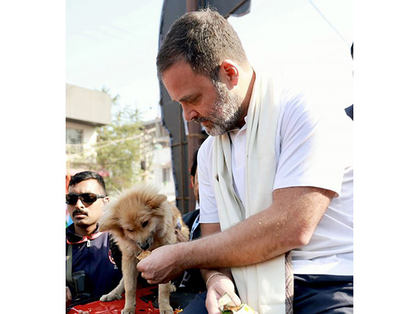 Rahul Gandhi feeds a dog during Bharat Jodo Yatra (File photo/ANI)