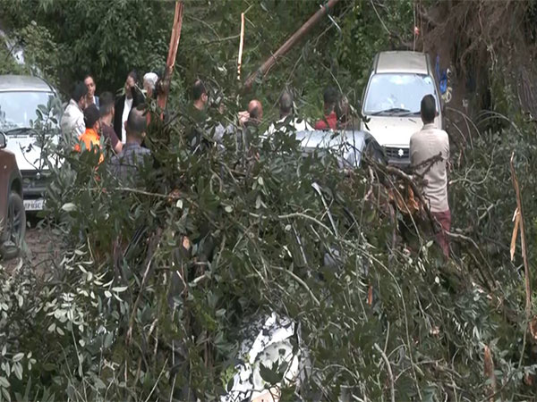 Heavy rains uproot trees in Shimla, damaging vehicles (Photo/ANI)