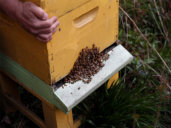 A cluster of bees rests at the entrance of a hive, symbolizing environmental efforts as French President Emmanuel Macron signs a law banning the reintroduction of a bee-killing pesticide (Photo/Reuters)