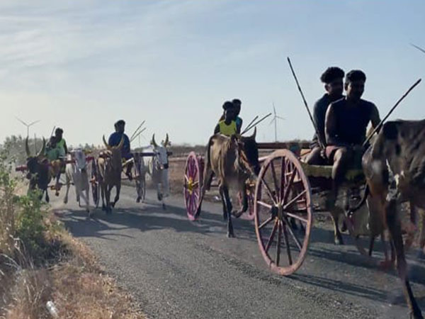 Bullock cart racing in Jambulingapuram village in Thootukoodi (Photo/ANI)