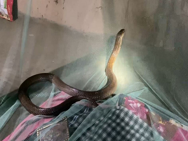 Cobra enters house in Mayurbhanj (Photo/ANI)
