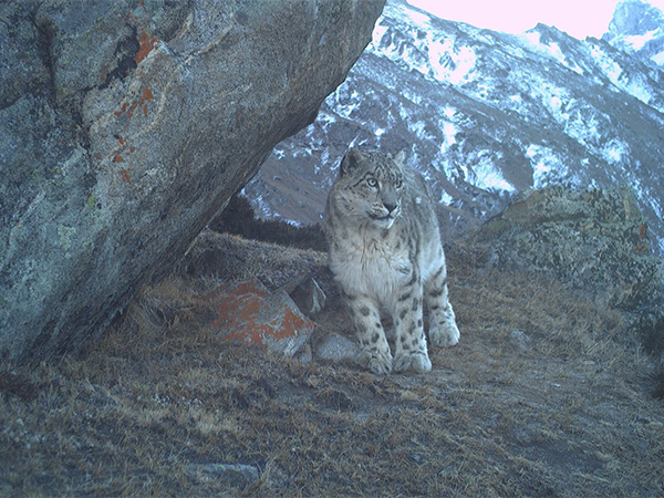 Snow leopard at Paddar, Kishtwar in Jammu and Kashmir. (Photo credit/ Nature Conservation Foundation)