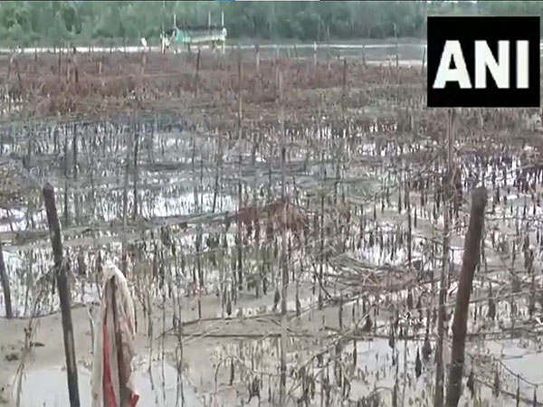 Crops destroyed due to flood in Ramganga river (Photo/ANI)