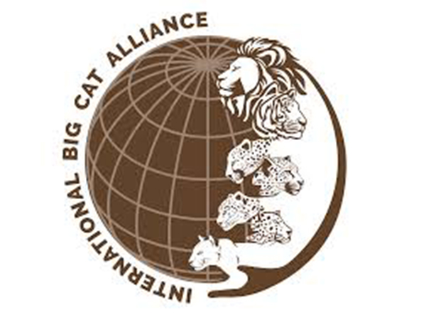 International Big Cat Alliance Representative Image (Photo/ ibca world)