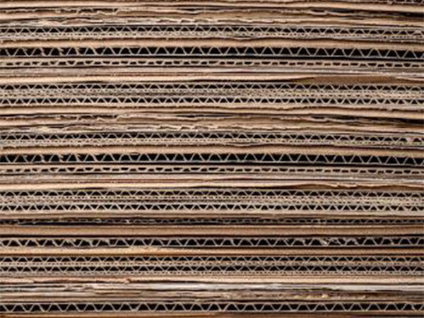 Representative Image (Pexels.com)