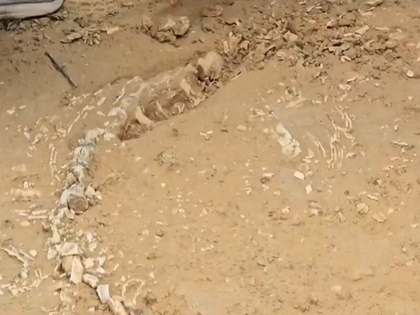 201-million-year-old Jurassic-era fossil unearthed (Photo/ANI)