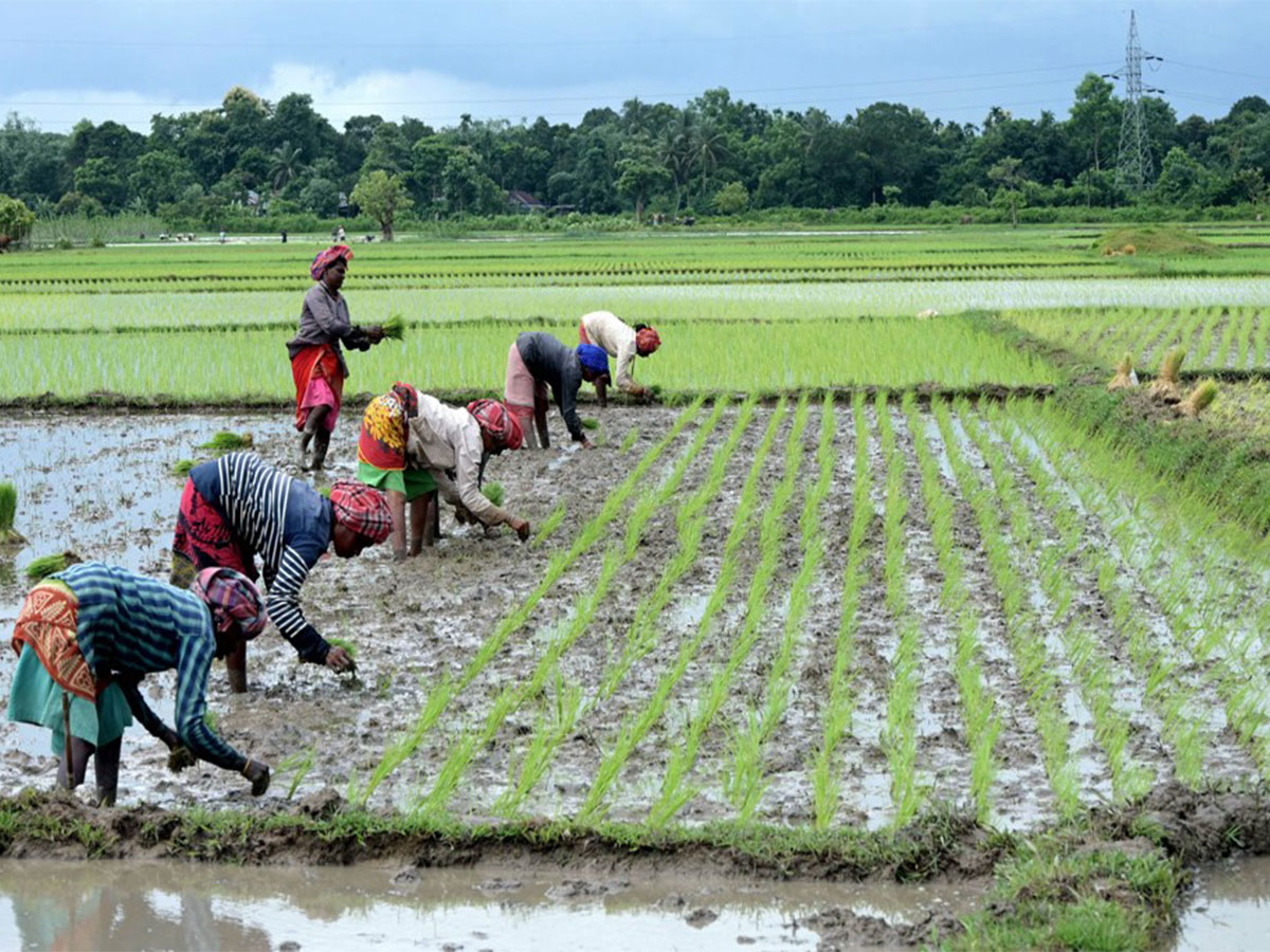 Farmers working in fields (ANI/ File Photo)