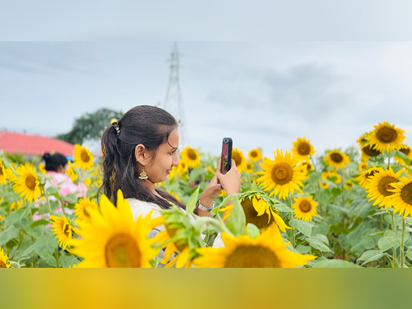 Flower fields of Gunglupet in Karnataka (Photo/ANI)