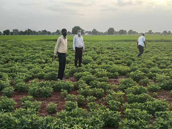 Gujarat State Seed Corporation produces high-quality seeds. (Photo/ANI)
