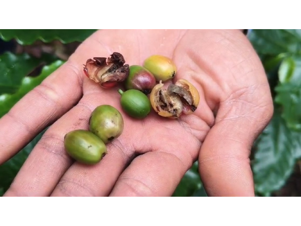 Berry Borer pest detected in coffee plantations. (Photo/ANI)