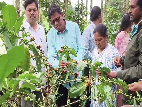 Andhra Pradesh: Berry Borer disease detected in Araku coffee plantations; experts begin control measures. (Photo/ANI)