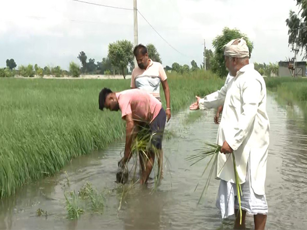 Punjab: Farmers suffer crop losses as Satluj water enters fields in Fazilka (Photo/ANI)